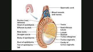 014 Reproductive System Male [upl. by Roice829]