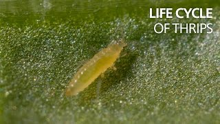 The life cycle of thrips [upl. by Lemuelah]