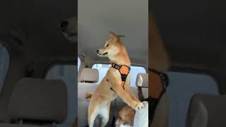 Shiba Inu Scream [upl. by Fabian460]