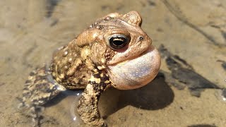 American toad calling sounds [upl. by Rolandson]