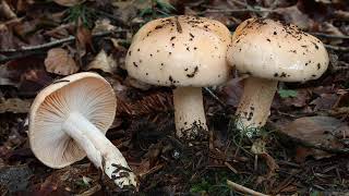 Hygrophorus abieticola [upl. by Fang]