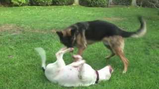 Big Dogs Playing Rough Training Video  Cutest Couple [upl. by Boehmer]