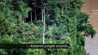 Amazon Jungle sound effects library  nature and wildlife sounds from the Amazon rainforest [upl. by Azriel]