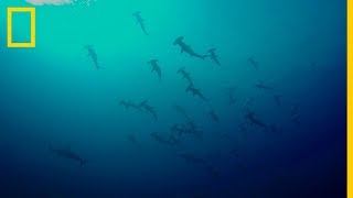 ¿Por qué los TIBURONES MARTILLO se mueven en GRUPO  National Geographic en Español [upl. by Yenmor]