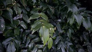 Pruning Mahonia  Burncoose Nurseries [upl. by Acisseg]