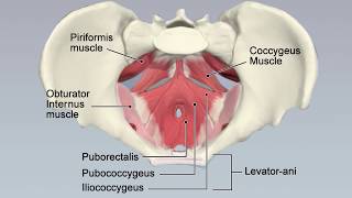 Coccyx Coccydynia and Hip Pain [upl. by Nilved]