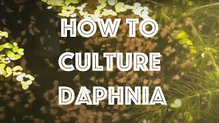 How To Culture Daphnia Magna [upl. by Irrol]