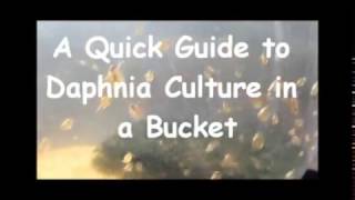 How to culture daphnia outside [upl. by Rochelle]