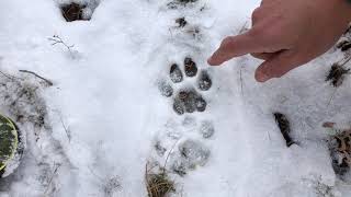 Identifying Mountain Lion Tracks [upl. by Linehan]