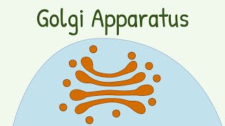 Golgi Apparatus [upl. by Verina]