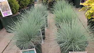 Festuca Elijah Blue  Cool as Ice Blue Fescue Gorgeous💙 EASY care Grasses for Sunny Sites [upl. by Harraf324]