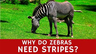 Why do Zebras Need Stripes Basic Animal Facts for Learners [upl. by Kimbell]