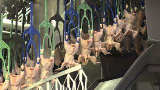 An Inside Look at US Poultry Processing [upl. by Dobb]