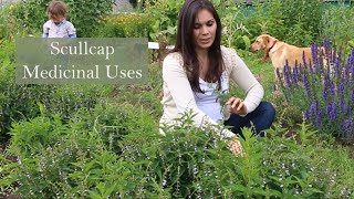 Medicinal Uses of Scullcap Scutallaria laterifolia with Marina kesso [upl. by Siuol]