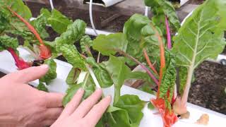 HOW WE HARVEST HYDROPONIC SWISS CHARD [upl. by Prissy648]