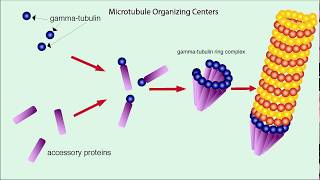 Microtubules Structure and Function [upl. by Iona]