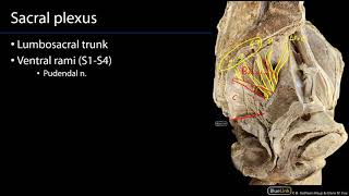 Sacral Plexus and Pudendal Nerve M1 Perineum SDV [upl. by Ablem]