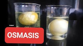 OSMOSIS EXPERIMENT WITH RAW EGGS [upl. by Perry]