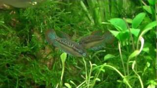 HD Sparkling Gourami Trichopsis pumila Fighting [upl. by Nitsyrk]