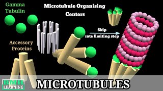 Microtubules  Microtubule Structure amp Function  Microtubules Assembly Microtubule Polymerisation [upl. by Anilrats392]