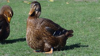 22112020 Rouen ducks from Olympus farm [upl. by Abernon517]