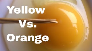 What Makes Yellow VS Orange Yolks [upl. by Charlotta614]