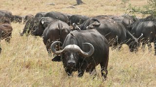 The African Cape Buffalo Sounds [upl. by Nileuqay]