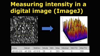 Measuring intensity in a digital image ImageJ [upl. by Masao]