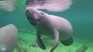 What is a manatee [upl. by Dix]