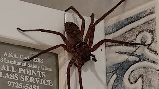 Австралийски паяк гигант в Сидни Giant Huntsman spider from Australia [upl. by Anerbas]