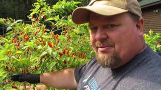 Tabasco Sauce Pt 1 Picking Prepping and Parting [upl. by Atrice223]