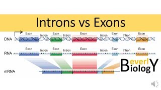 Introns vs Exons [upl. by Tdnaltroc]