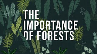 The Importance of Forests  How to protect Forests [upl. by Kassie41]