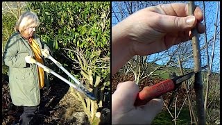 Easy Sambucus  Elder Pruning  annual prune amp rejuvenating pruning [upl. by Jacki]