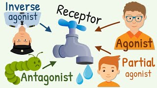 Agonist Partial Agonist Antagonist and Inverse Agonist for Receptors [upl. by Acim]