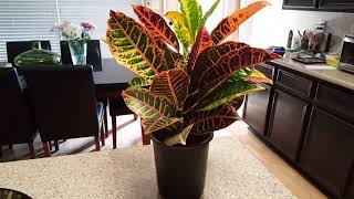 How to care for a Croton Plant  Donna Joshi [upl. by Esojnauj183]