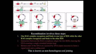 Immunology BCR antibody genetic diversity mechanisms [upl. by Rowan414]