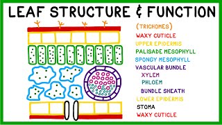 Leaf Structure and Function [upl. by Marela]