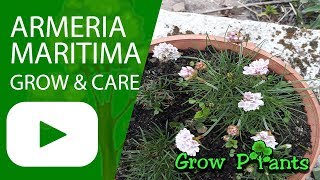 Armeria maritima  grow and care [upl. by Ralat484]