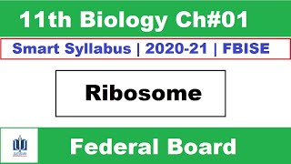 Ribosomes Class 11 Biology  ribosome function and structure Ilmi Stars Academy [upl. by Suciram]