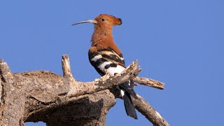 Hoopoe Calling [upl. by Sundin]