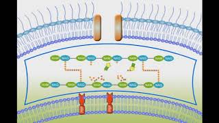 Penicillin Mechanism of Action animation video [upl. by Adnuhsar]