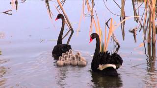 Black Swans with 10 cygnets Cygnus atratus  BirdSpyAus [upl. by Areta]