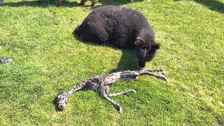 Alpaca Gives Birth to Strange Baby [upl. by Eimas858]