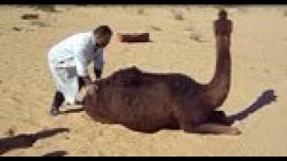 Prion Disease in Dromedary Camels Algeriavideo1 [upl. by Aisital734]