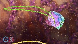 RNA Splicing [upl. by Onileba]