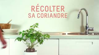 Comment récolter votre coriandre [upl. by Drofnas]