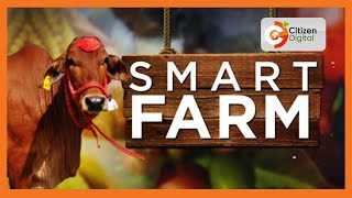 SMART FARM  Focus on Sahiwal cattle breed in Narok [upl. by Encratis]