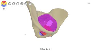 3D Tour of the Pelvic Floor [upl. by Eiralc537]