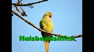 Halsbandsittich Vogelstimme [upl. by Euqinahc]